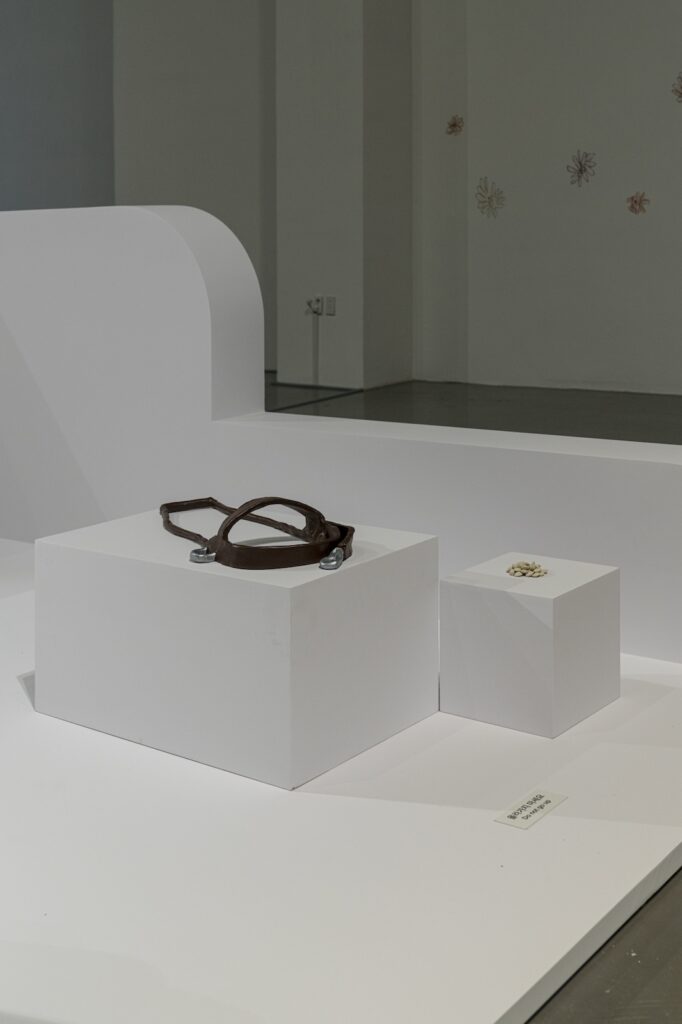 In this vertical installation shot from "Seeing With 10 Fingers", "Harness" and "Treats" are installed on adjacent white plinths. "Harness", a painted ceramic sculpture made to resemble a brown leather Guide Dog harness, on a rectangular plinth and "Treats", a small pile of tan ceramic pebbles made to resemble Charlie Bear treats, on a square one.